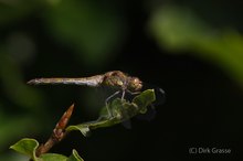 Große Heidelibelle - Sympetrum striolatum