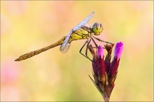 Gemeine Heidelibelle - Sympetrum vulgatum