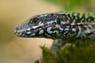 Podarcis muralis