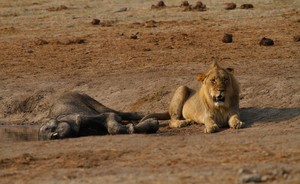 Mein Elefant - Hwange N.P. Zimbabwe