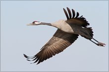 Kranich (Grus grus)