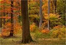 Herbstwald der Saison!