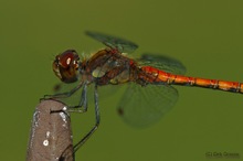 Große Heidelibelle - Sympetrum striolatum