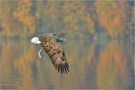 Seeadler im Herbst