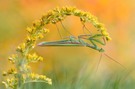 Mantis religiosa