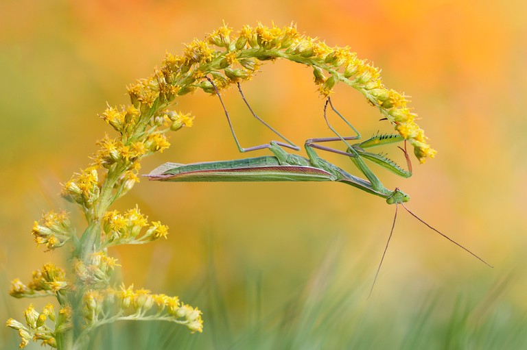 Mantis religiosa