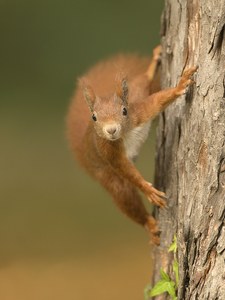 "...den Baum entlang..."