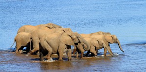 Elephants crossing Olifants River - RSA