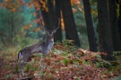 Im herbstlichen Wald