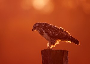 Mäusebussard im Abendlicht