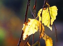 Goldener Herbst