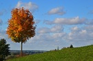 Bergahorn in Herbstfarben