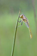 Sympetrum danae – Schwarze Heidelibelle