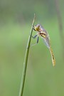 Sympetrum danae – Schwarze Heidelibelle