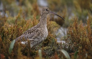 Großer Brachvogel (Digiskopie)