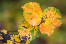 Herbstblätter der Zitterpappel