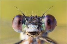 Gemeine Weidenjungfer - (Lestes viridis)