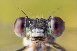 Gemeine Weidenjungfer - (Lestes viridis)