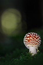 Ein Männlein steht im Walde... Fliegenpilz im dunklen Fichtenwald