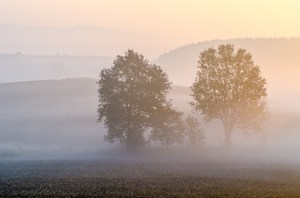 Morgennebel im Erzgebirge