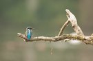 Eisvogel ...der wievielte?...