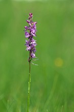 Mücken-Händelwurz (Gymnadenia conopsea)