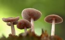 Herbstzeit-Pilzzeit