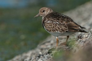 Steinwälzer (Arenaria interpres)