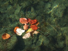 Gruppenschwimmen im Herbst