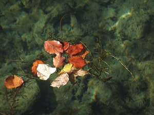 Gruppenschwimmen im Herbst