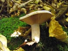 unbekannter Pilz