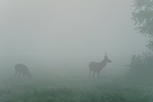 Spießer im Morgennebel