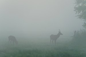 Spießer im Morgennebel