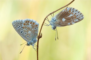 Gedränge am Schlafplatz