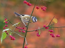 Blaumeise im Pfaffenhütchen