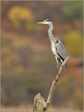 „Herbst-Reiher“