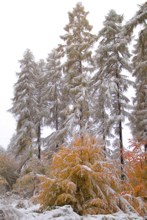 Winter-Herbst-Malerei II