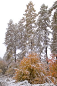 Winter-Herbst-Malerei II