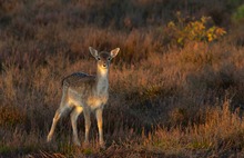 Ich habe Bambi gesehen