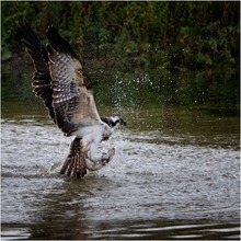 Fischadler bei der Jagd