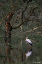 Nimmersatt (Mycteria ibis)