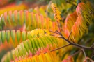 Herbstfärbung beim Essigbaum