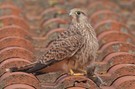 Turmfalke mit Beute