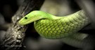 Grüne Mamba