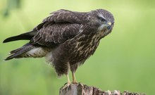 Bussard