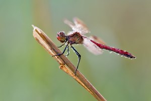 Sympetrum pedemontanum – Gebänderte Heidelibelle