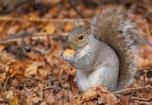 Amerikanisches Grauhörnchen  (Sciurus carolinensis)