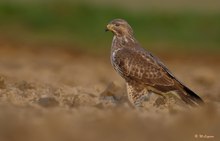 Bussard