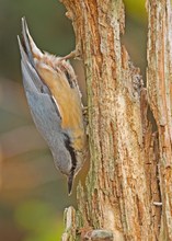 Ein "anschmiegsamer" Vogel...