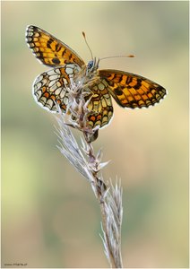 Melitaea athalia